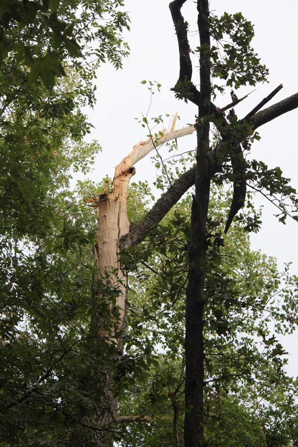 lightning treetop